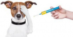 Očkovanie psov 1